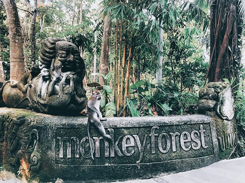 Visiting the Sacred Monkey Forest of Padangtegal