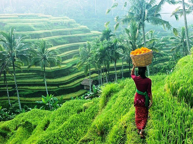 wp-tegallalang-rice-terraces-ubud-bali-travel-guide_800x600